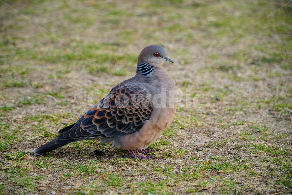 산비둘기,멧비둘기,비둘기,조류,새,동물,bird,rufousturtledove,dove,animal,nature,자연,동물,animal,조류,새,birds