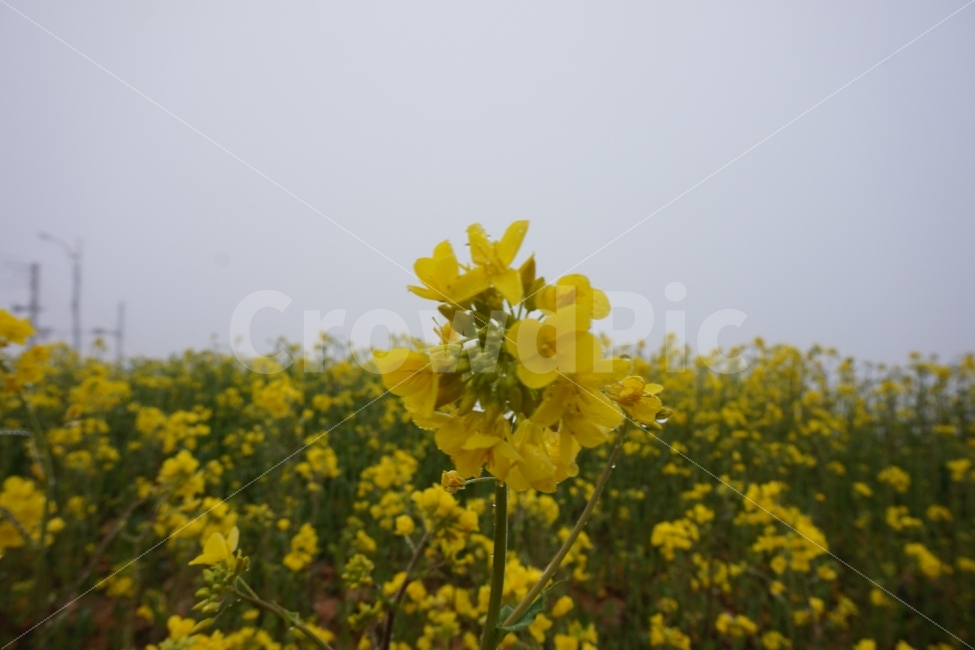 꽃,노란색,노란꽃,물방울,꽃밭,식물,자연,plants,nature,꽃,flower
