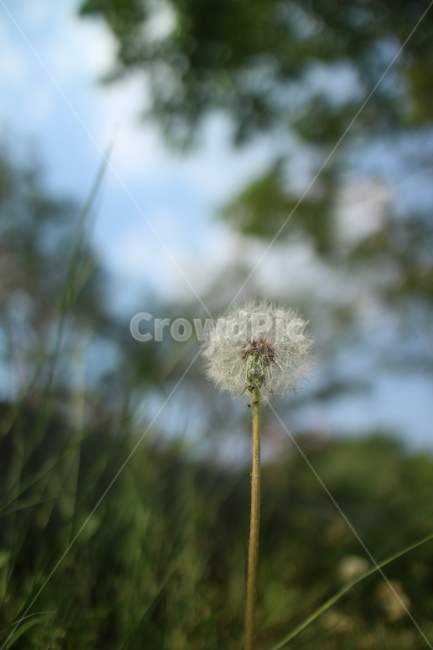식물,자연,꽃,민들레,민들레홀씨,바람,plant,blossom,flower,nature,sky,background,배경화면