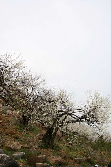 봄,매화,봄날,감성,spring,봄,계절,spring,season,자연,풍경,nature,landscape,한국자연풍경,한국자연경관,korea nature landscape