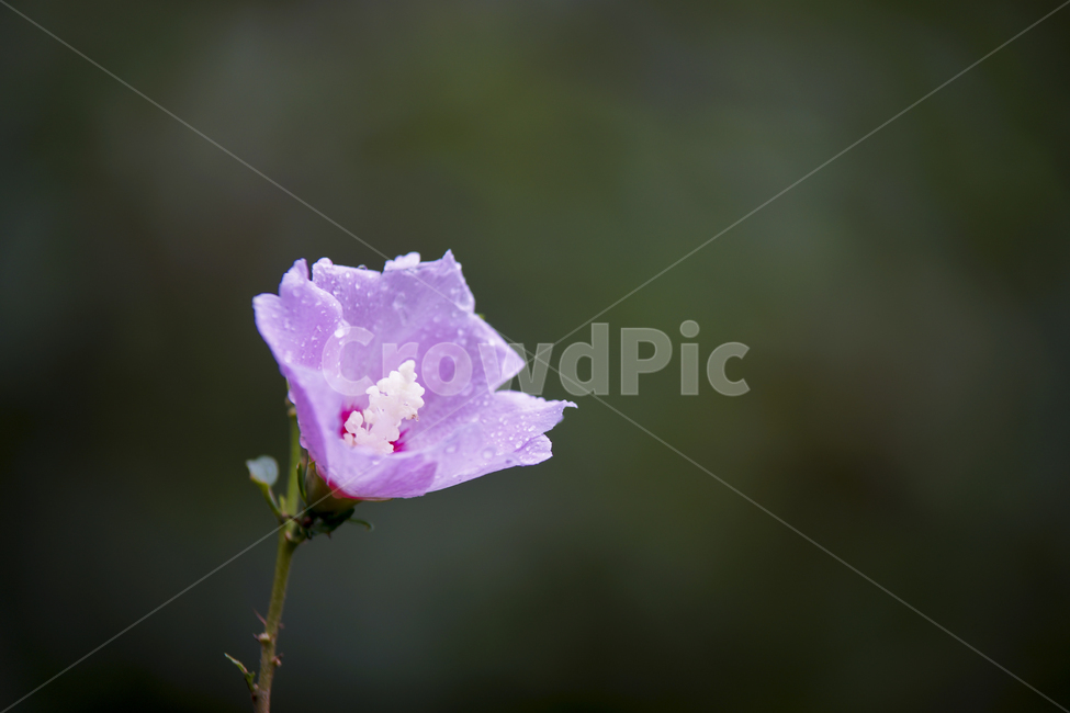 무궁화,무궁화꽃,국화,매크로,roseofsharon,식물,자연,plants,nature,꽃,flower