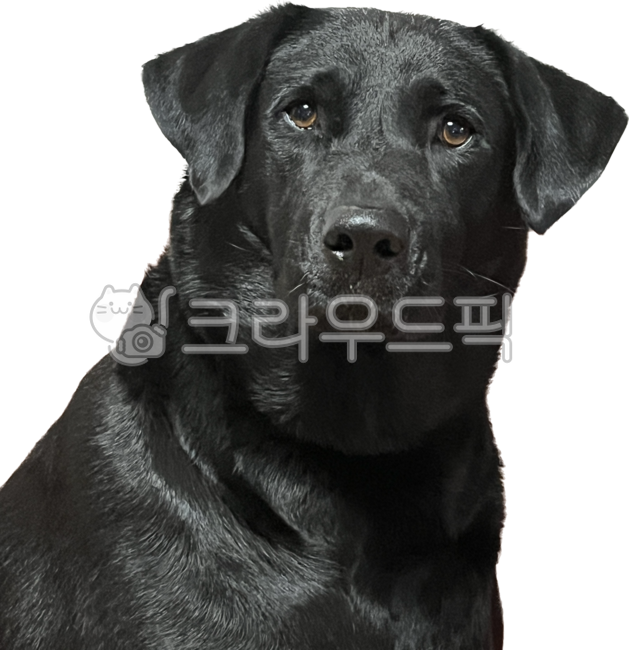 Nukki,a look,black labrador retriever,black dog,large dog,labradorretriever,shorthaired species,animal,labrador retriever,black retriever,dog,pet dog,ID Photo,pet