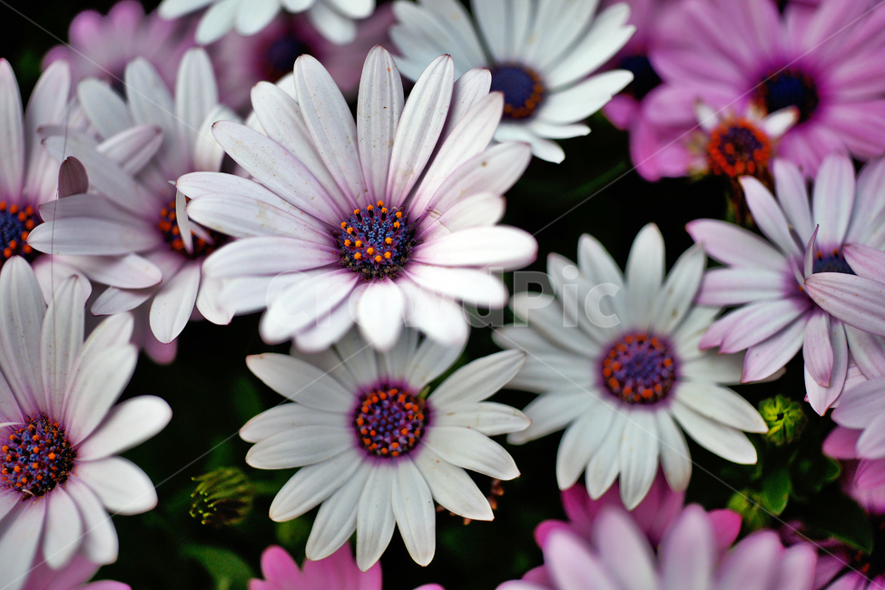 오스테오스퍼멈,디포르포세카,식물,꽃,아프리카,국화과,capedaisy,dimorphothecaecklonis,관상용