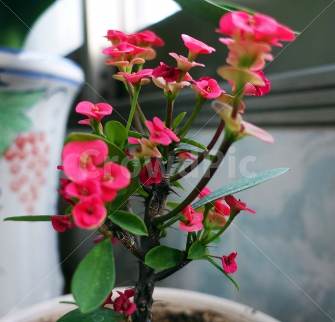 화분,꽃,봄,사랑,여행,식물,자연,plants,nature,꽃,flower