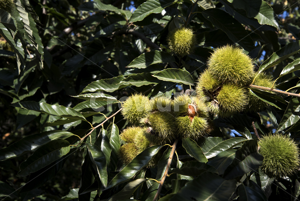 밤송이,밤,가시,밤나무,열매,식재료,녹색,그린,뾰족한,food,chestnutbur,bur,autumn,fruit,plant,fall,green,tree,season,nature,자연,햇과일,과일,나무,가지,나뭇가지,가을,추석,명절,덜익은,계절,식물,식물,자연,plants,nature,과일,열매,fruit
