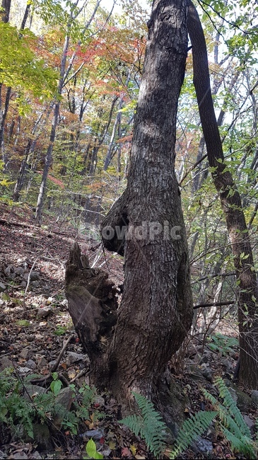 고목,참나무고목,산속에고목나무,나무,treetrunk,tree