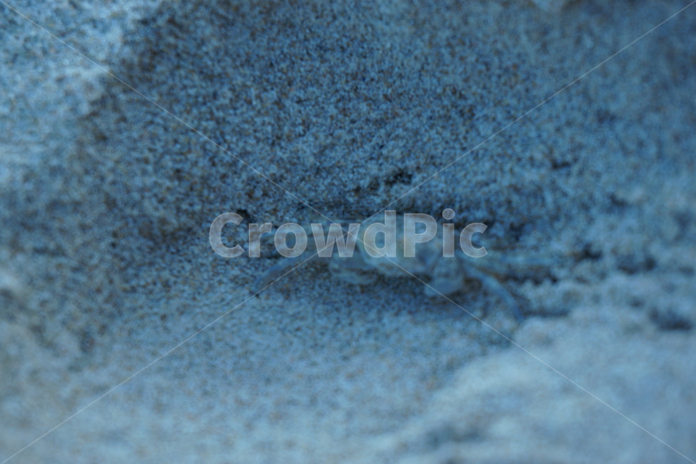 해변,beach,모래사장,바다,crab,바닷게,여름