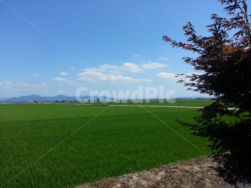 시골,하늘,맑음,벼,논,풍경,자연,편안,한적,sky,농사,농업,자연,풍경,nature,landscape,산업,industry,industrial,농업,농사,agriculture,farming,farming industry,outdoors,옥외,grassland,목초지,field,들,paddy field,패디 필드