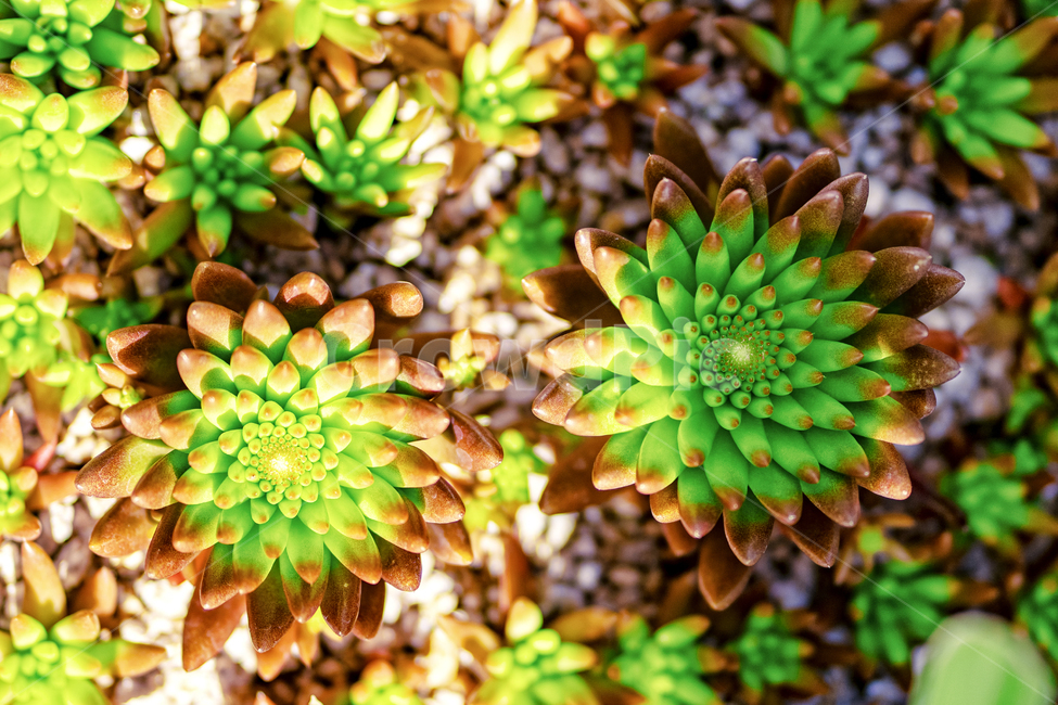 식물,화분,다육이,plant,꽃,식물,자연,plants,nature