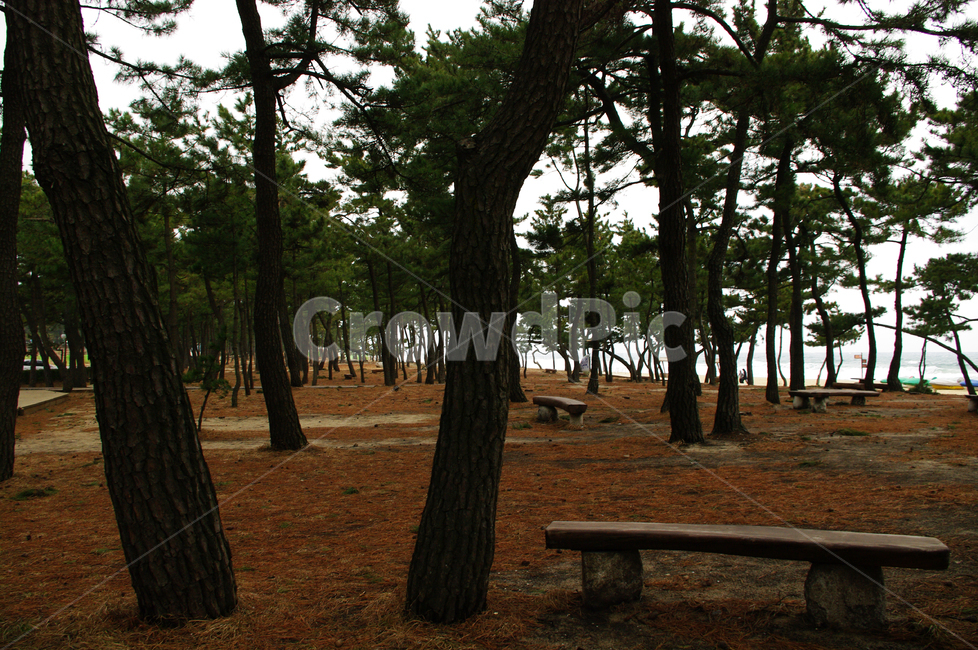 소나무,숲,솔잎,나무,식물,풍경,의자,자연,풍경,nature,landscape,tree,plant,bench,벤치,tree trunk,나무 줄기