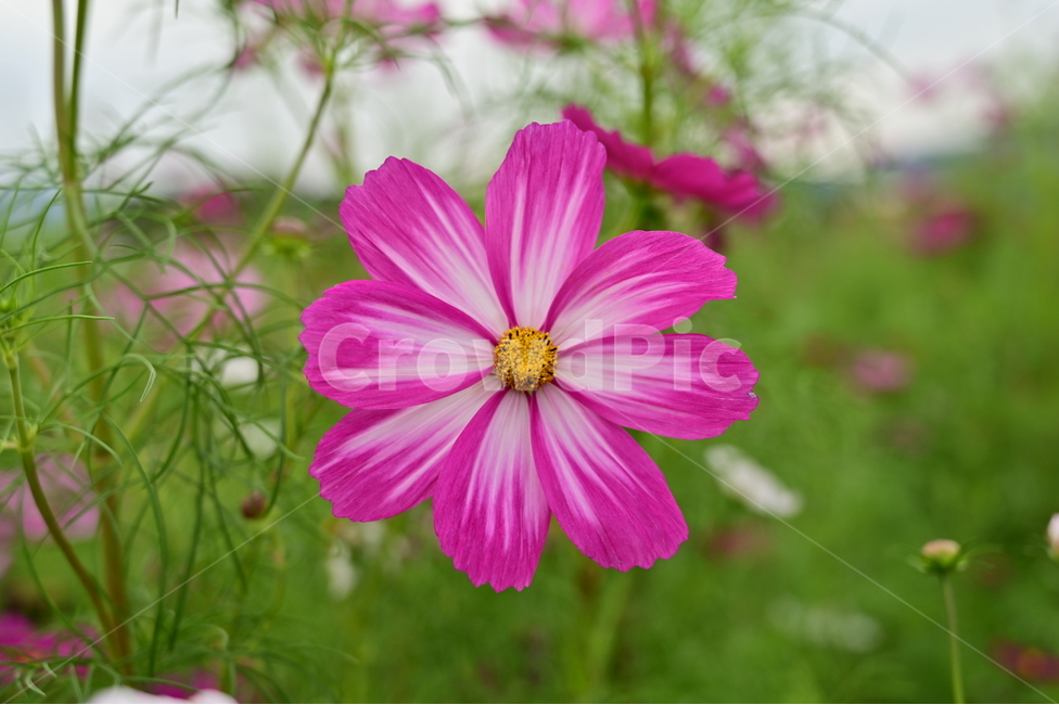 blossom,petal,꽃잎,plant,꽃,flower,식물,코스모스,cosmos,식물,자연,plants,nature