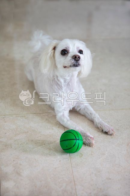 강아지,개,애완견,반려동물,애완동물,애완강아지,애완개,동물,짐승,푸들강아지,푸들,흰강아지,흰개,puppy,god,petdag,pet,pets,animal,poodle,poodlepuppy,공,ball,하얀강아지,하얀개,whitepuppy,whitedog