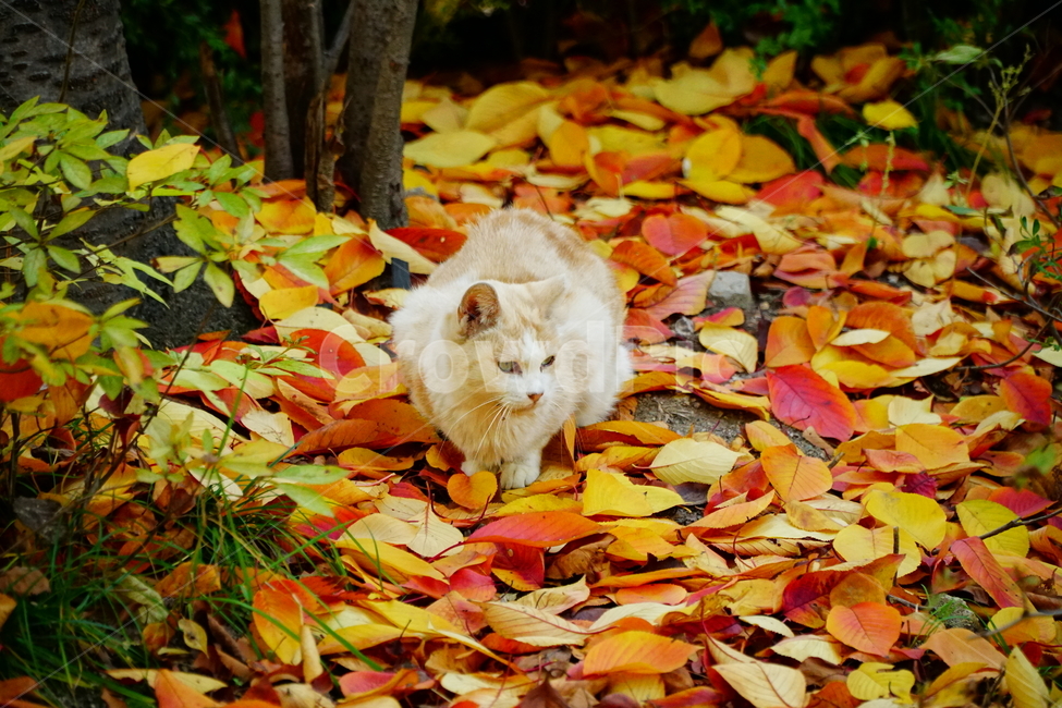 고양이,길고양이,동물,cat,animal,가을,fall,autumn,낙엽,단풍,나무,tree,식물,잎사귀,alleycat,포유류,야옹이,냐옹이,나비,공원,park,가을,계절,fall,autumn,season,동물,animal,포유류,mammal,고양이,cat,kitten,kitty,leaf,잎,plant