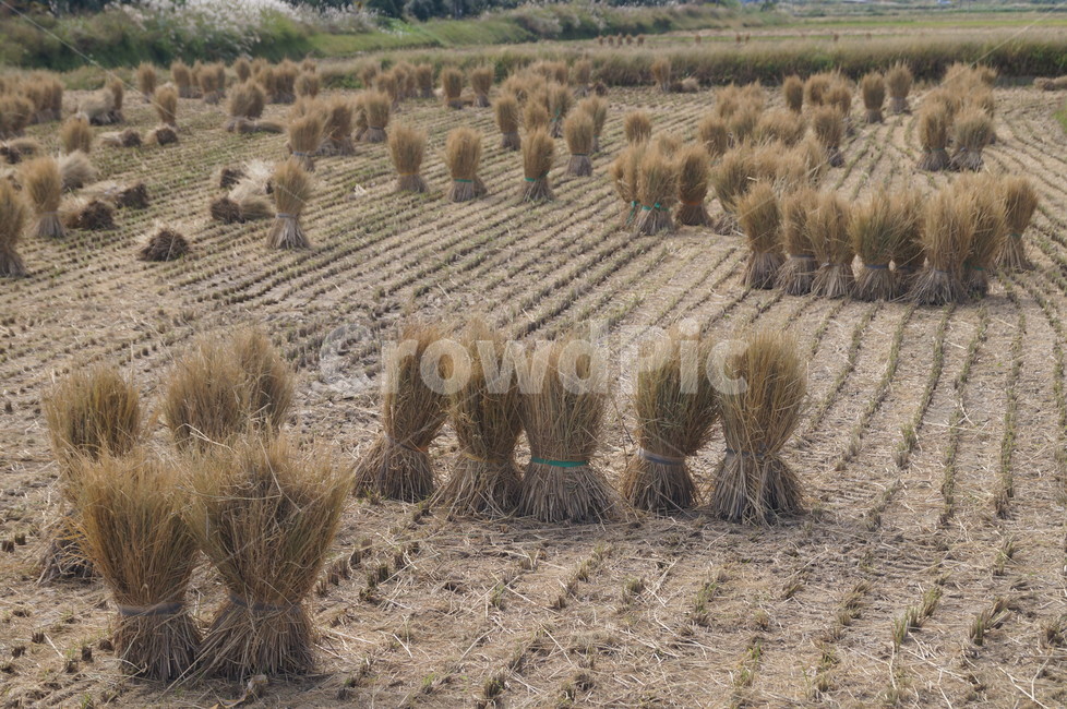 볏짚,짚단,가을들판,논,풍경,가을,계절,fall,autumn,season,산업,industry,industrial,농업,농사,agriculture,farming,farming industry,nature,자연,outdoors,옥외,ground,바닥