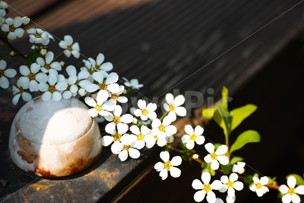 Sigma,DP3m,Closeup,Flower,접사이미지,식물,자연,plants,nature,꽃,flower,감성,sensible,feeling