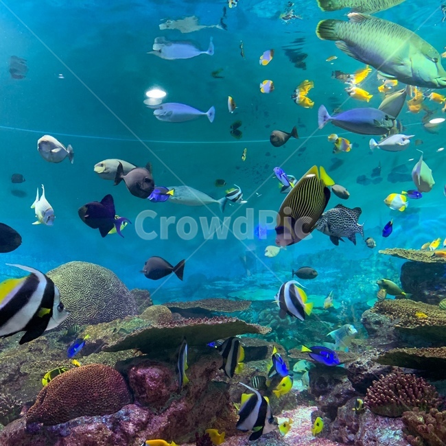 수족관,열대어,아쿠아리움,심해,바다,산호초,동물,animal,어류,물고기,fish