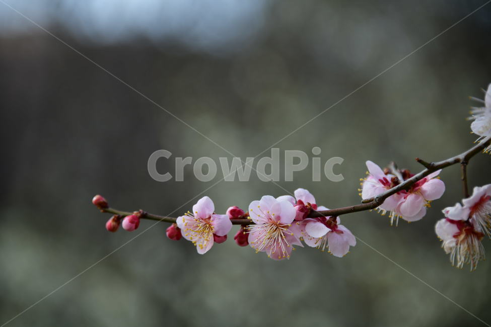 식물,plant,꽃,flower,봄