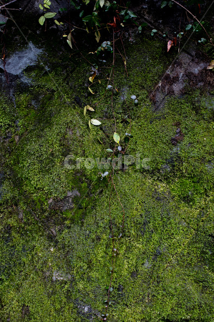 이끼,식물,자연,녹색식물,자연식물,식물,자연,plants,nature