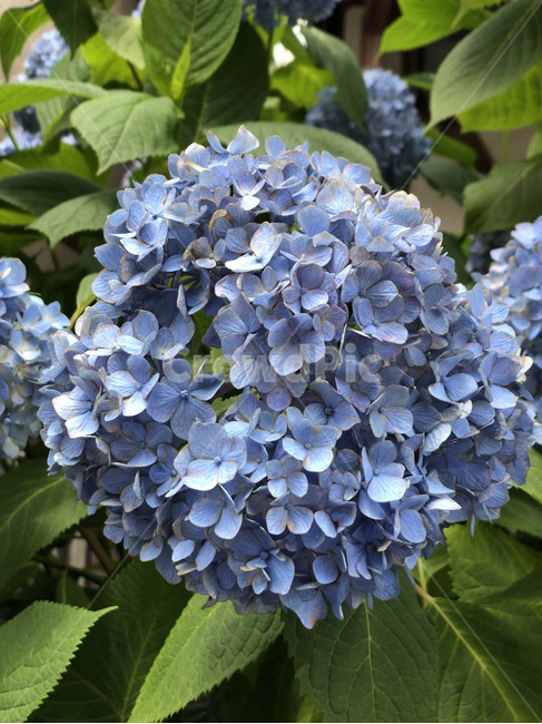 수국,봄꽃,꽃,여름꽃,초여름,수국꽃