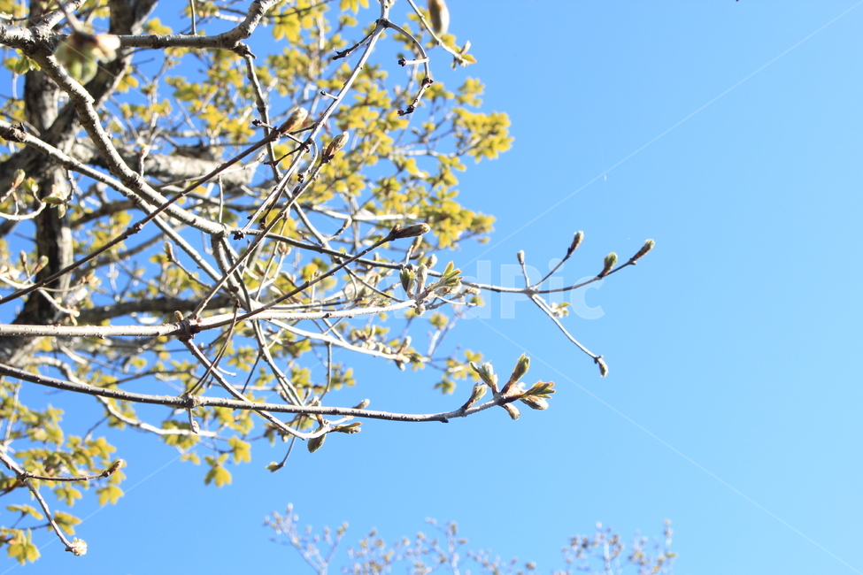 꽃,나무,여름,맑은하늘,한라산,화장한날씨,꽃나무,멋진풍경,flower,tree,hallamountain,flowertree,clearsky