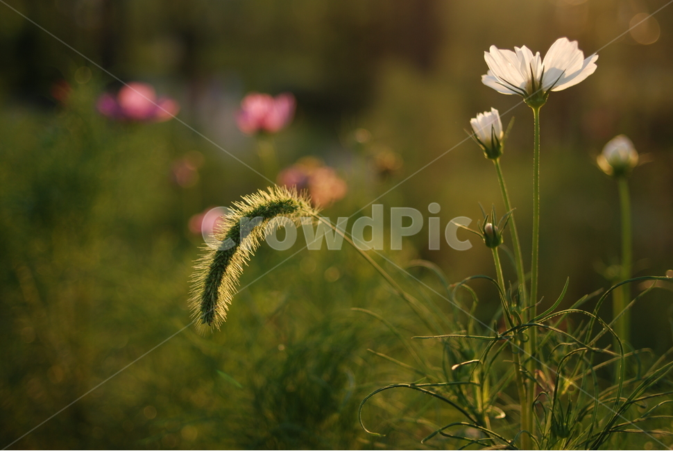 코스모스,꽃,저녁노을,풍경,자연,식물,자연,plants,nature,꽃,flower