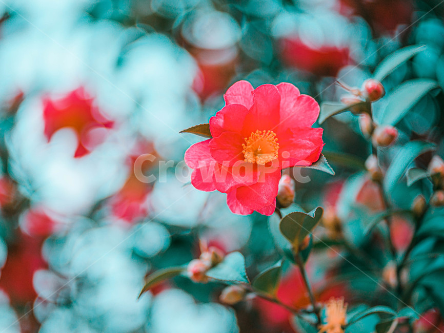 꽃,동백,동백꽃,카멜리아,아련,flower,식물,자연,plants,nature,꽃,flower