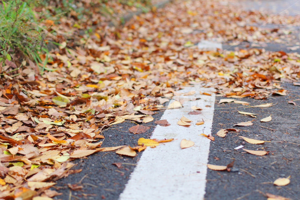 낙엽,떨어진낙엽,거리낙엽,단풍,쌓인낙엽,가을,계절,fall,autumn,season,leaf,잎,plant,식물
