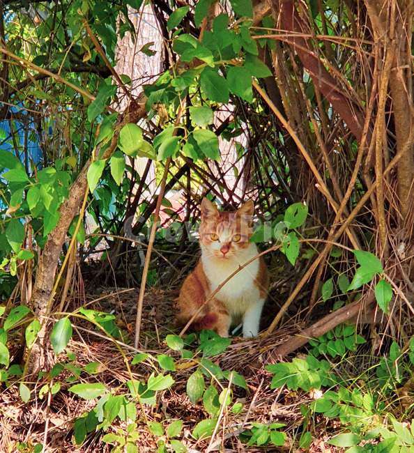 고양이,cat,alleycat,길고양이,kitty,puss,동물,animal,포유류,mammal,고양이,cat,kitten,kitty