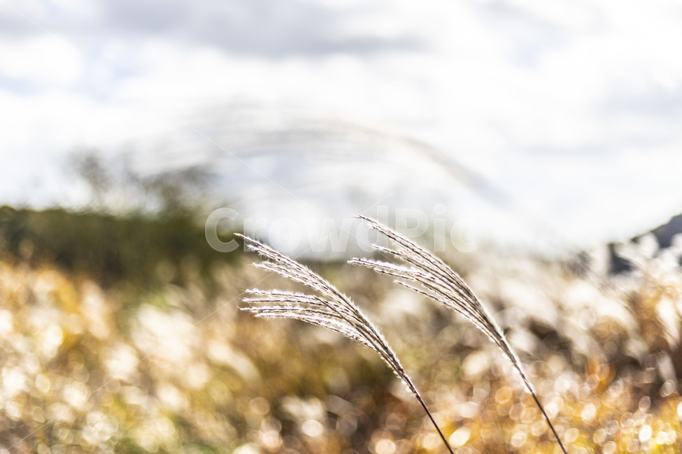 가을,억새,만추,들녘,silvergrass,가을,계절,fall,autumn,season,grass,잔디,plant,식물,lawn,reed,갈대