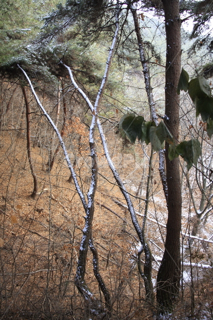 의림지,용두산,소나무,나무,자연,겨울,계절,winter,season,자연,풍경,nature,landscape,식물,plants,나무,trees,wood