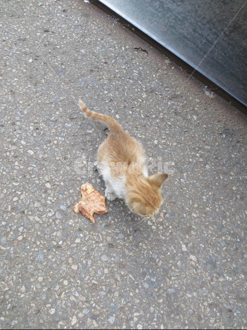 고양이,cat,아깽이,귀여운,뒤통수