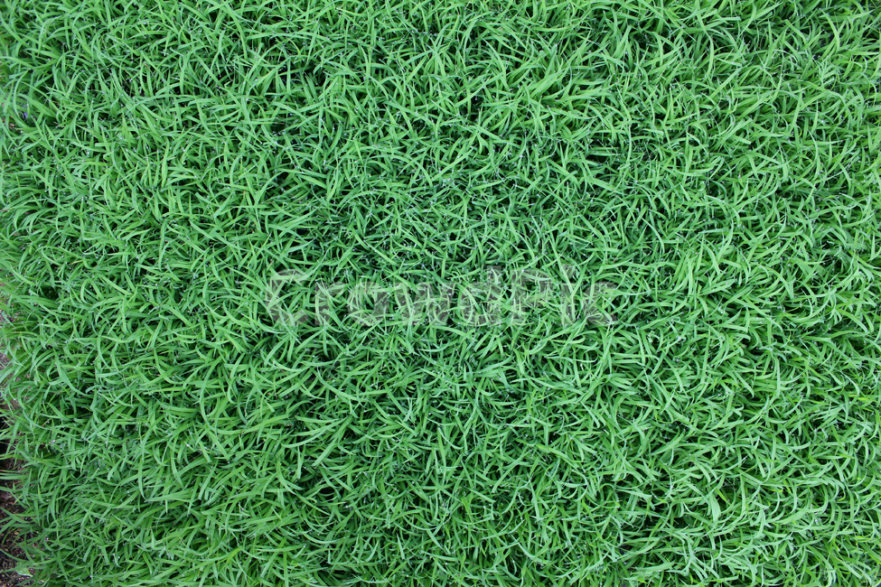 풀,벼,물방울,빗방울,잔디,모내기,탑앵글,wet,젖은,clean,closeup,drop,farm,field,fresh,grass,green,식물,greenrice,grow,lawn,meadow,nature,nobody,outdoor,pattern,plant,rain,rice,spring,texture,topangle,water,waterdrop,녹색,초록색,그린,봄,탑뷰,물,모,싹,새싹,풀밭,이슬,젖어있는,잔디밭,비오는날,자연,농사,논농사,탑,잎,잎사귀,나뭇잎,풀잎,식물,자연,plants,nature