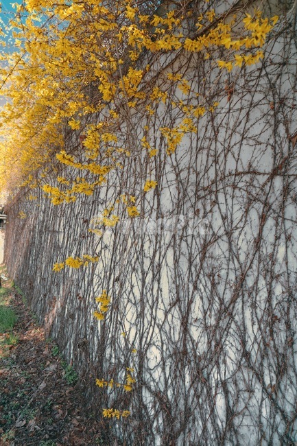개나리,봄,덩굴,노란색,노랑,벽,봄,계절,spring,season