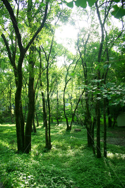 plant,식물,vegetation,초목,land,나라,outdoors,옥외,woodland,삼림지,forest,숲,tree,나무,nature,자연,grove,작은숲,자연,풍경,nature,landscape