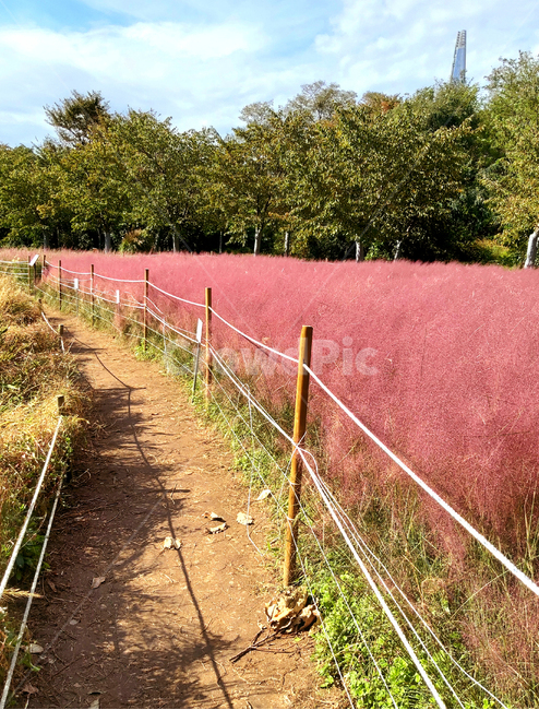 핑크뮬리,뮬리,들꽃,야생화,꽃,꽃밭,pinkmuhly,muhly,pinkmuhlygrass,flower