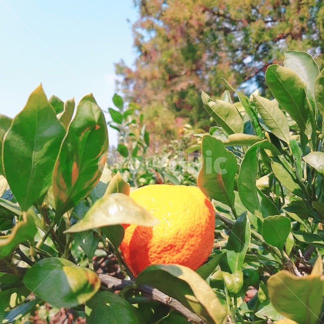 한라봉,나뭇잎,하늘,나무,봄,햇빛,자연,과일,열매,fruit