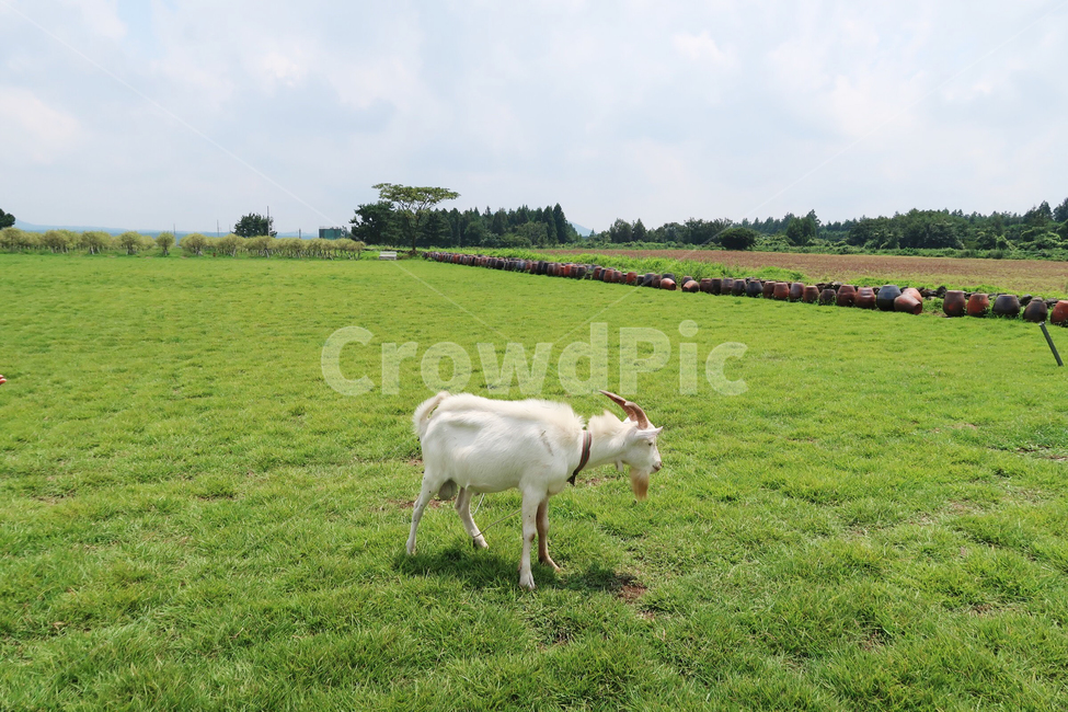 들,자연,nature,outdoors,field