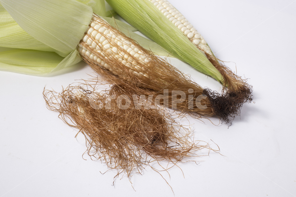 옥수수,식물,알맹이,노란색,찰옥수수,옥수수수염,콘,간식,팝콘,음식,식재료,요리,food,cook,meal,dishes,food reserves