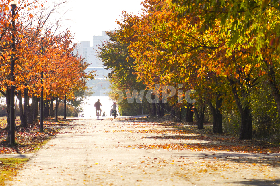 자전거,단풍,나무,낙엽,길,따뜻한,분위기,가을,밝은,autumn,fall,shiny,mood,warm,사랑스러운,도로,orange,road,가을,계절,fall,autumn,season,자연,풍경,nature,landscape,사람들,대중,군중,other people,crowd,tree,plant,식물,leaf,잎,maple,tree trunk,나무 줄기