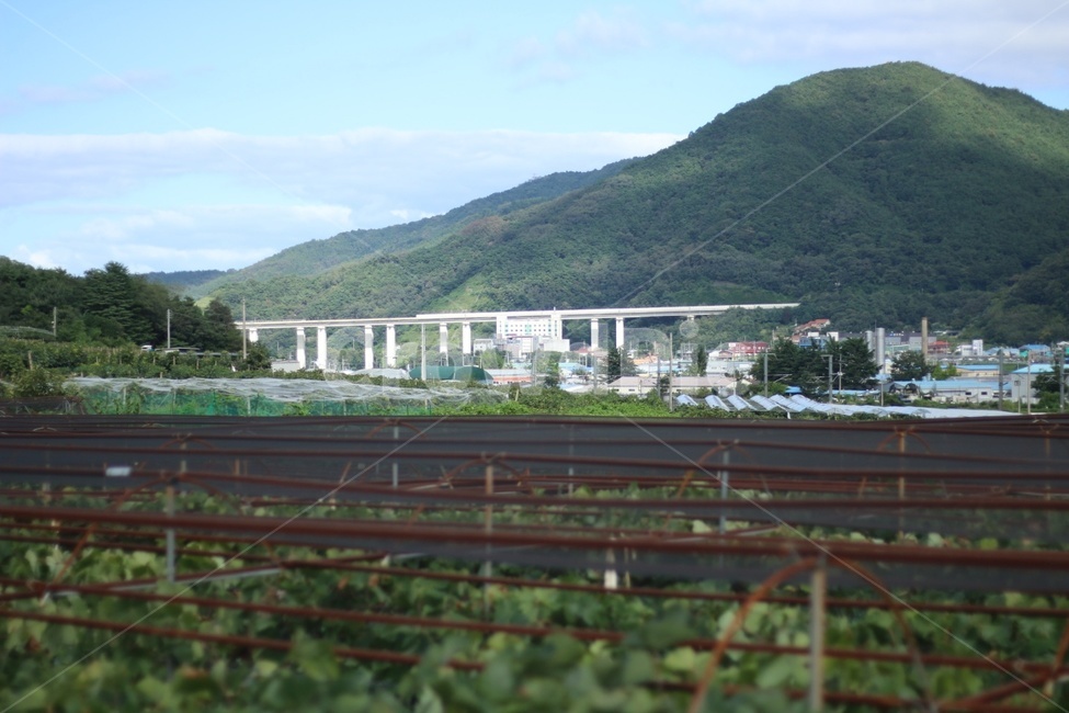 포도밭,다리,시골,산,산골,할머니댁,nature,자연,outdoors,옥외
