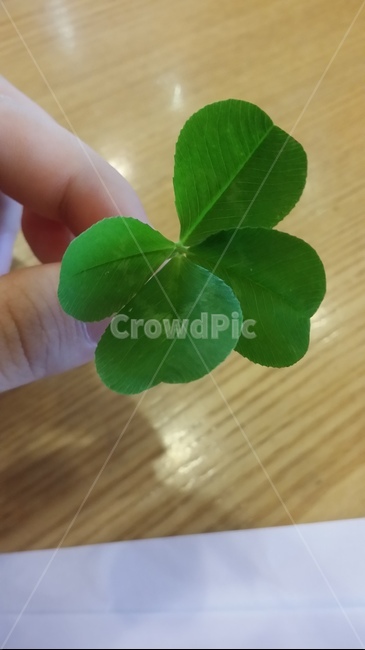 네잎클로버,잎사귀,아파리,식물,행운,하트모양,귀여운,배경