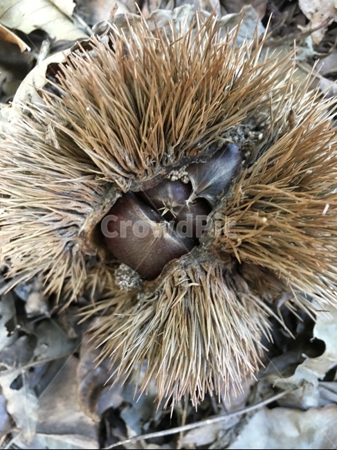 plant,식물,bird,새,animal,동물,밤,밤송이,다람쥐