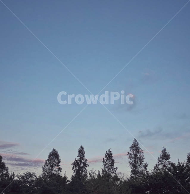 풍경,landscape,나무,tree,산,하늘,mountain,sky,소나무,pine,pinetree,조용,조용한,자연,nature,calm,감성사진,feeling,낮,여름,노을,sunset,afternoon,오후,자연,풍경,nature,landscape,plant,식물,fir,전나무