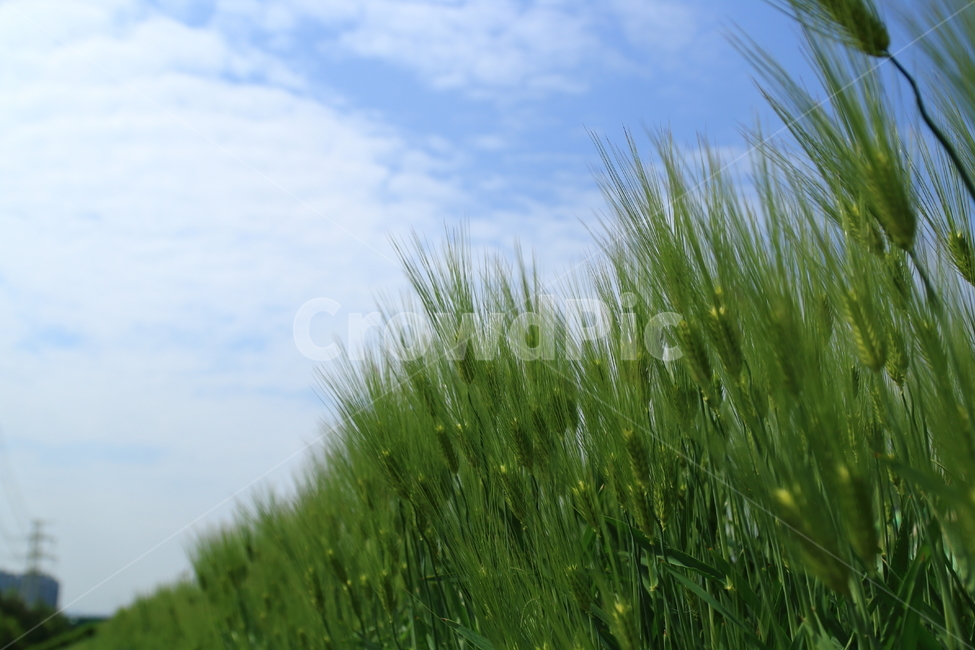 보리,청보리,자연,녹색,보리밭,하늘,식물,자연,plants,nature