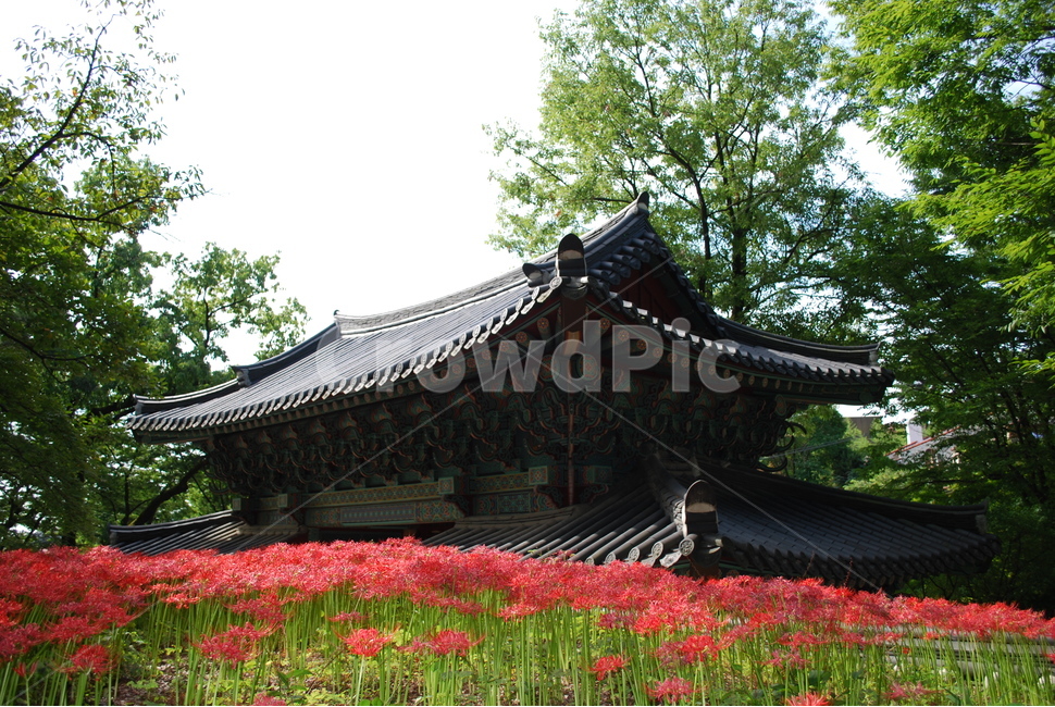 길상사,꽃무룻,가을,일주문,한국전통,한국전통,한국문화,korean traditional,korean culture,식물,자연,plants,nature,꽃,flower