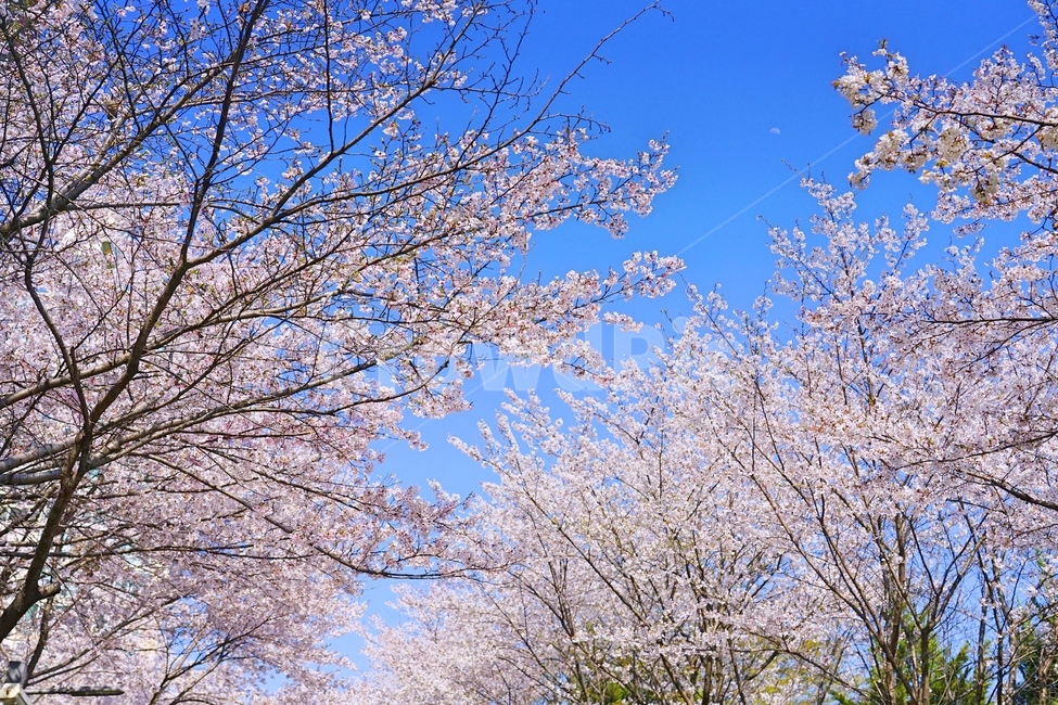 꽃,flower,tree,나무,봄,spring,봄,계절,spring,season