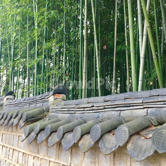 대나무,한국,korea,담장,담벼락,대나무숲