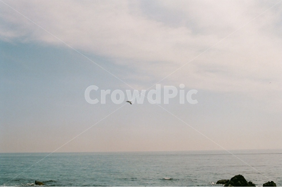바다,바닷새,수평선,바다풍경,동해안,자연,풍경,nature,landscape,leisure activities,레저 활동,adventure,모험,animal,동물,bird,새