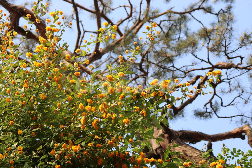 plant,flower,식물,노란꽃,노란식물,돌담,꽃
