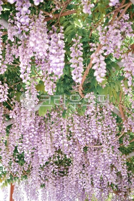 꽃,등나무꽃,식물,나무,정원,plant,blossom,식물,자연,plants,nature,꽃,flower